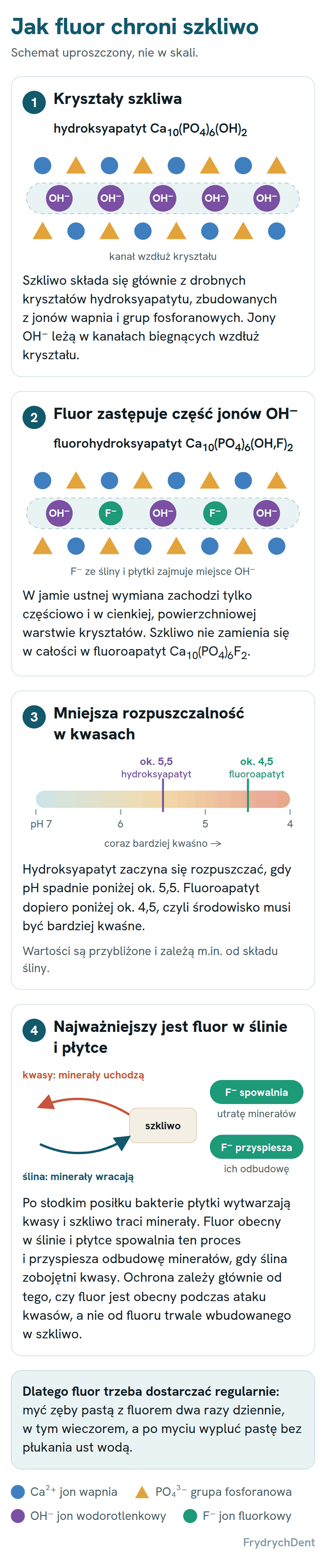 Schemat w czterech krokach. 1: kryształy szkliwa to hydroksyapatyt, w którym jony OH⁻ leżą w kanałach biegnących wzdłuż kryształu. 2: jony fluorkowe ze śliny i płytki zastępują część jonów OH⁻, tworząc fluorohydroksyapatyt, tylko w cienkiej warstwie powierzchniowej. 3: hydroksyapatyt zaczyna się rozpuszczać poniżej pH około 5,5, a fluoroapatyt dopiero poniżej około 4,5. 4: fluor obecny w ślinie i płytce spowalnia utratę minerałów podczas ataku kwasów i przyspiesza ich odbudowę.